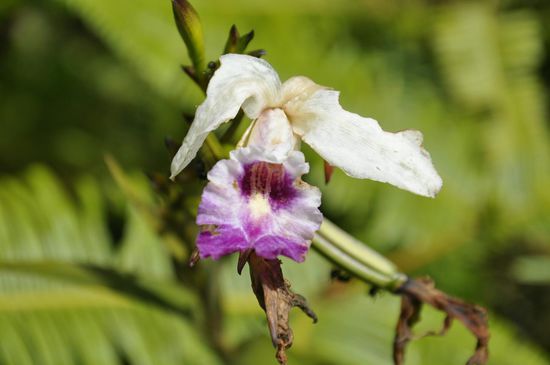 Die wachsen hier einfach so. Diese ist leider schon fast verblüht