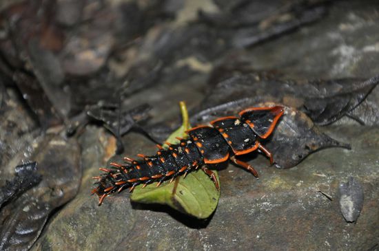 Käfer oder Raupe--keine Ahnung...