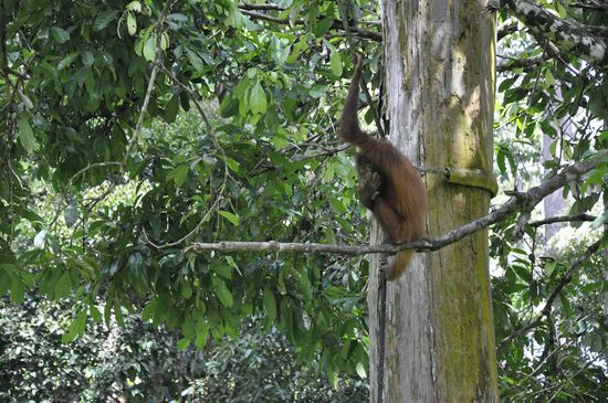 Aber es lohnt sich-in der glühenden Hitze harren wir aus und beobachten die drolligen Kerle. Dabei nehmen wir sogar einen "leichten" Sonnenbrand in Kauf ;D