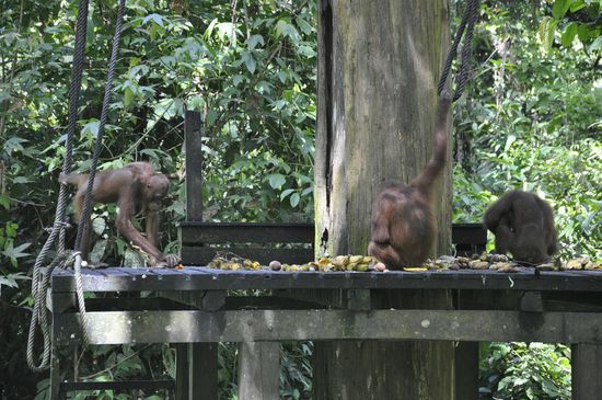 4 Stück kommen zur Futterstelle