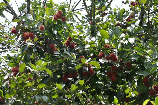 Auf dem Weg dorthin sehen wir auch mal wo diese lycheeähnlichen Dinger wachsen. Davon haben wir schon kiloweise verspeist.