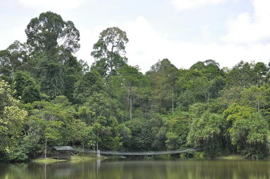 Nach 20 Minuten Fußmarsch zum Park empfängt uns dieser idyllischer See mit Hängebrücke. Am Eingang zahlen wir den üblichen Preis für Nationalparks (15 RM pro Person) und schländern dann gemütlich über den Canopy Walkway, der sich in 10 Metern Höhe befindet.