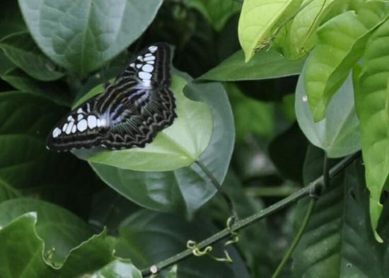 Wir sehen Unmengen von schönen Schmetterlingen.Die Schönsten sind leider zu schnell. Manche haben eine Flügelbreite von mindestens 15cm