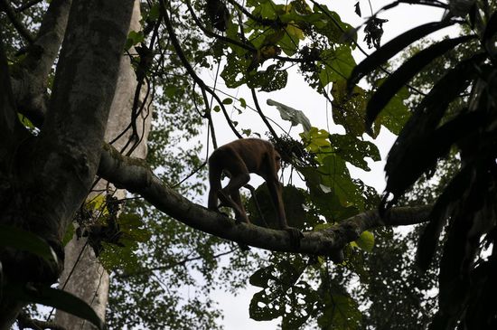 ....aber er ist nicht allein, der Kleine turnt auch über unseren Köpfen rum