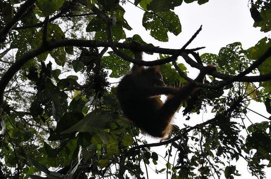 Der Kollege hier!Der spuckt einfach alles unbrauchbare nach unten