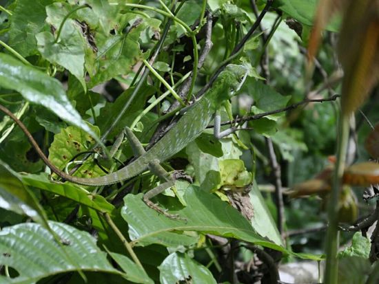 Suchbild: wo ist er???