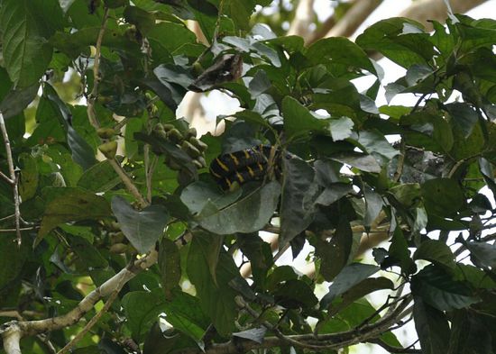 Das schwarz-gelbe ist eine Schlange weit oben im Baum