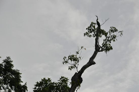 Reiher...Kraniche....??