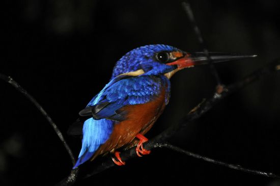 Der kleine Kingfisher saß da und wir konnten bis auf 10cm an ihn ran!