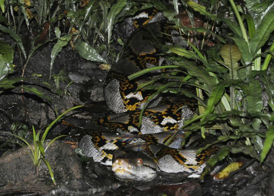 Eine 3,5 m lange Python lag da auch rum!!!