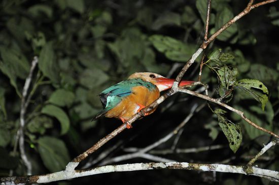 Noch ein Kingfisher
