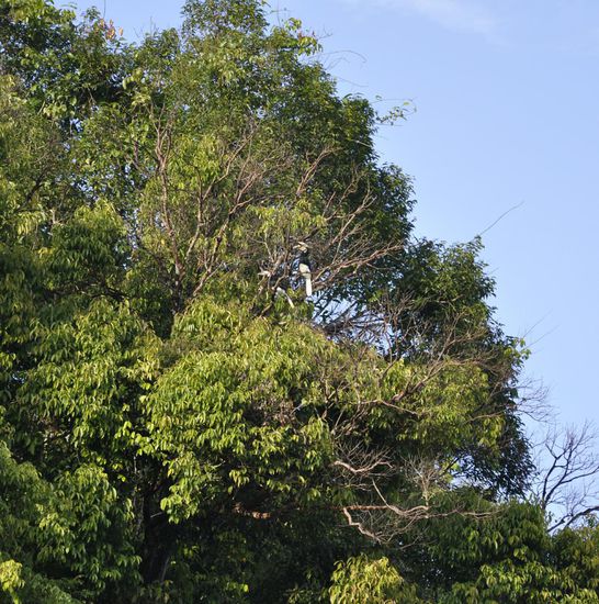 Der Hornbill ist leider weit weg