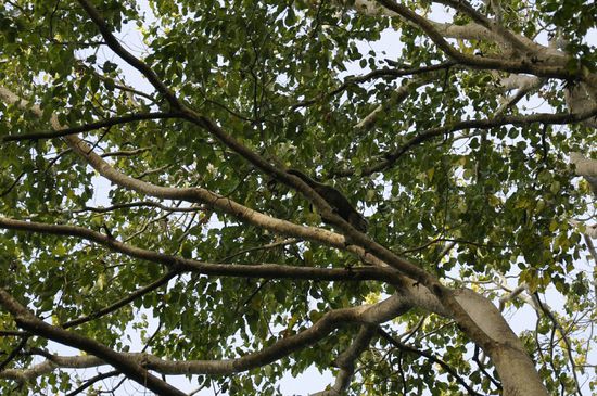 Das ist ein Cuscuses, eine Bärenart