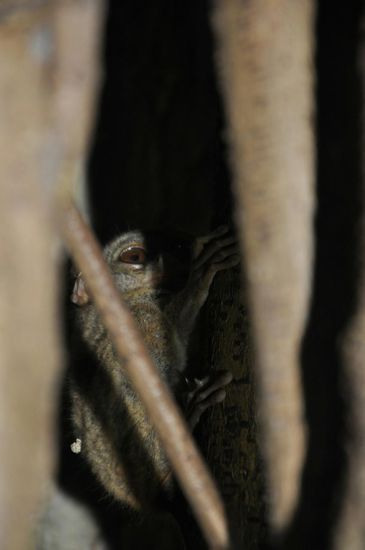 Die sieht man erst bei Dunkelheit, die kleinen Kobolde. Sie verstecken sich in den Bäumen