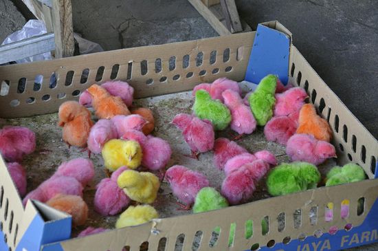 Was soll das? Lebendige eingefärbte Küken