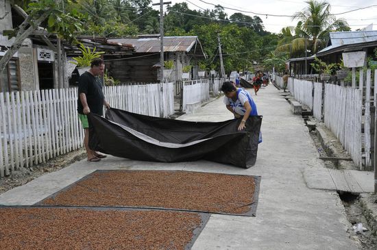 Es sieht nach Regen aus und deshalb werden die Nelken schnell zusammengepackt