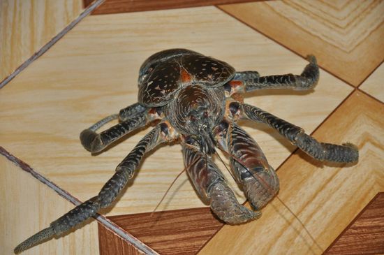 Die legt er uns auf die Terrasse