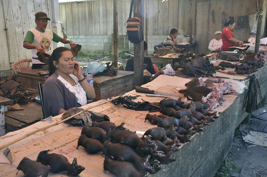 Das sind riesige Fledermäuse!