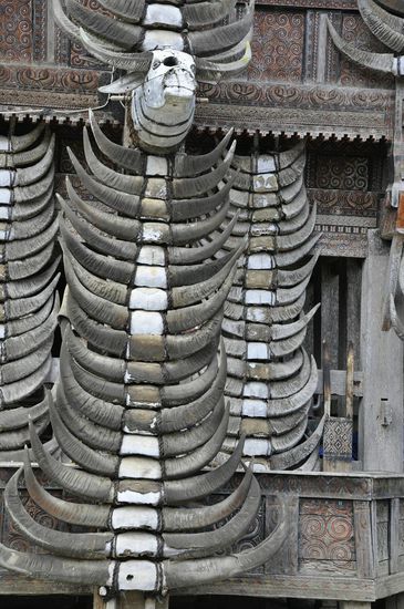 Je mehr Büffelhörner desto größer der Reichtum