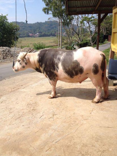 Das ist der wertvollste aller Büffel, der Albino. Der koistet tatsächlich ca 200.000 Euro und wird auch geopfert