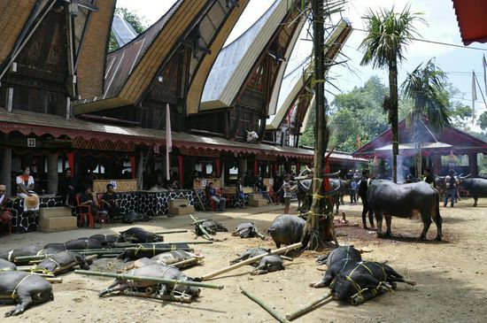 Die Schwerins liegen schon bereit, die Bullen werden nur gezerigt