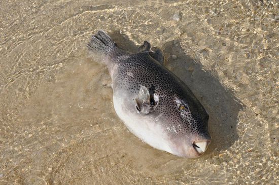 Der liegt tot am Strand