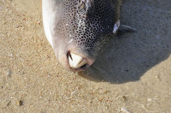 Hat der noch unglaubliche Zähne?