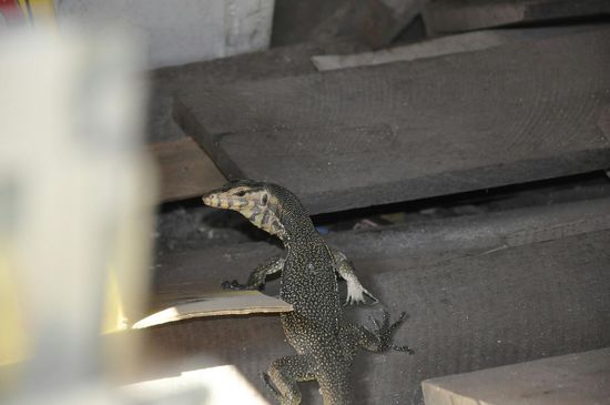 Die fühlen sich im Müll wohl