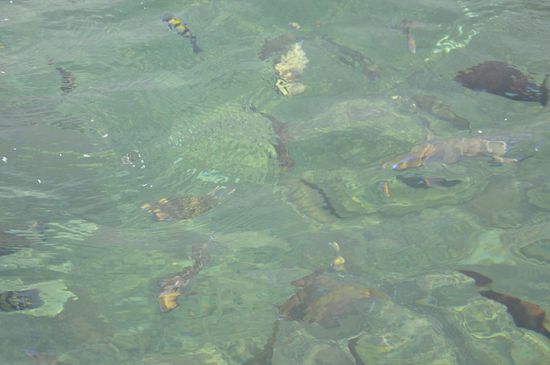 Schade, dass man das nicht so gut fotografieren kann. Es waren Unmengen riesiger, bunter Fische