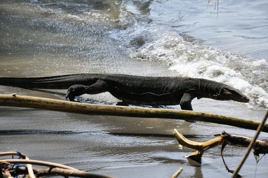Der lag am Strand neben uns