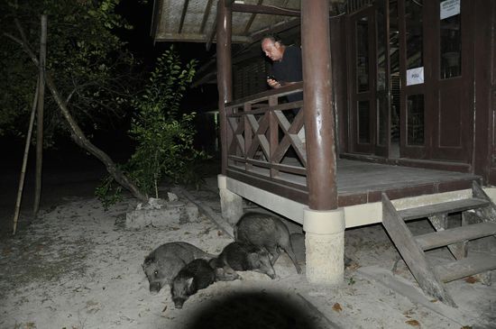 Es ist zu süß, alle Tiere kommen abends zu den Hütten