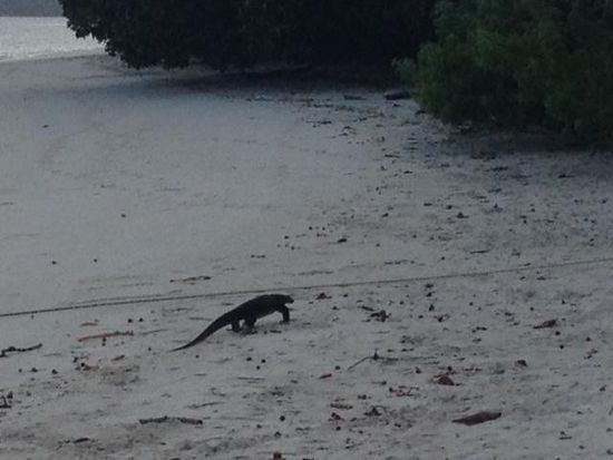 Der spaziert ganz gemütlich am Strand lasng. Denselben habe ich heute morgen schon von unserem Balkon aus beobachtet