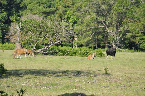 Der schwarze guckt böse