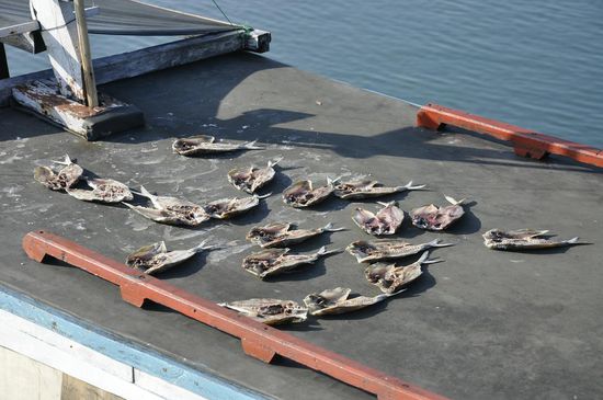 Die hat der Junge zwischendurch gefangen und die gabs gestrerrn zum Dinner