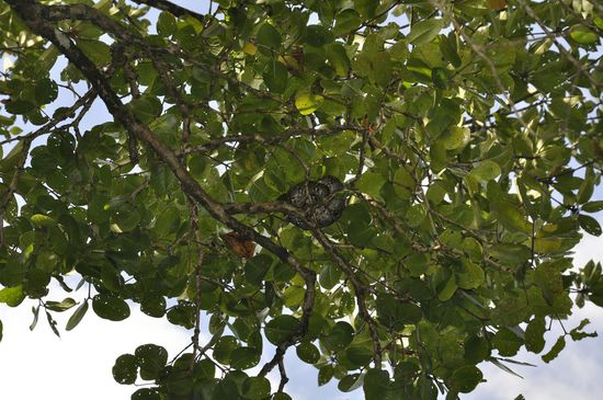 Eine Phyton oben im Baum