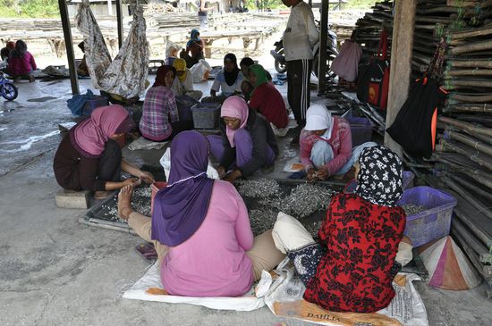 Die Frauen pulen Unmengen von kleinen Fischen aus