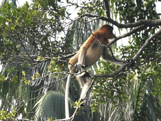 Nur ein kurzes Stück Strand dann beginnt schon der Dschungel und da sehen wir ihn schon