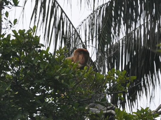 Ein NASENAFFE!!!!!!!!