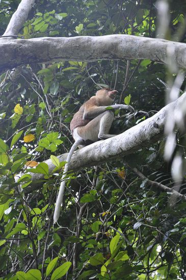 Der ist unglaublich häßlich-schöön!