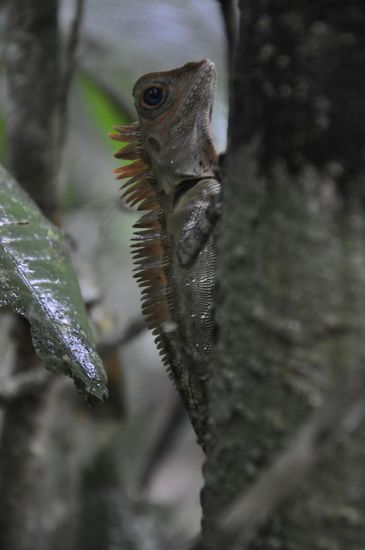 Den haben wir  dort gesehen