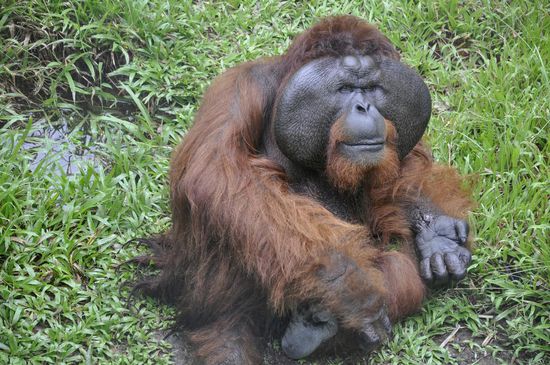 De sieht sehr grimmig aus. Komisch--immer wenn ich Affen sehe, erinnert mich jeder an bestimmte Personen die ich kenne....