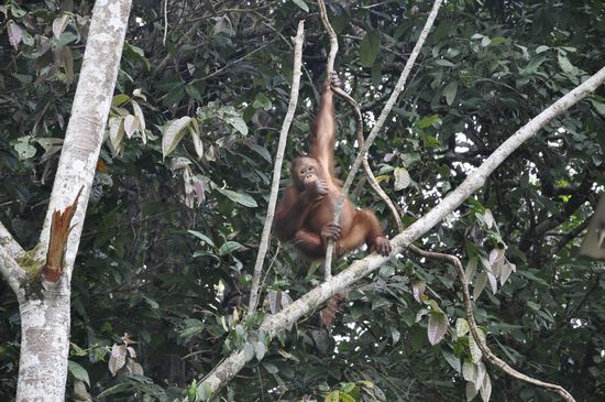 Um 15.30 Uhr ist Auslaufzeit für die Babies. Das sollte man nicht verpassen! Sie dürfen in Feiheit turnen und klettern