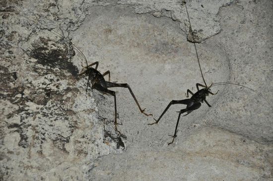 Die leben auch hier im Dunkeln, sehen aus wie riesige Heimchen