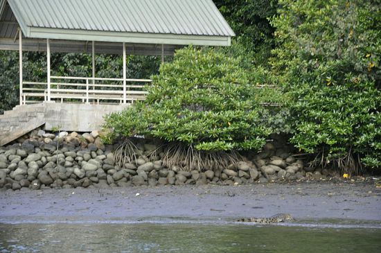 Hier schlummert ein Krokodil