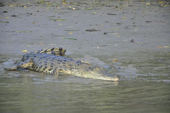 Nach einer Weile ist es von uns genervt und springt ins Wasser