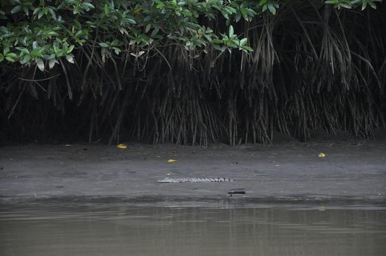 Hier döst  ein kleines Krokodil vor sich hin