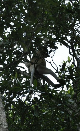 Ein Affe mit großer Nase