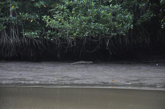 Ein Waran geht spazieren