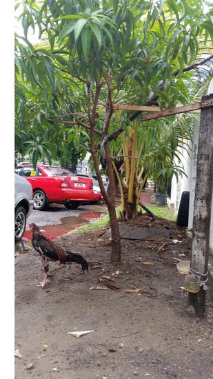 Neben dem mobilen "Fotostudio" ist ein Kampfhahn angebunden