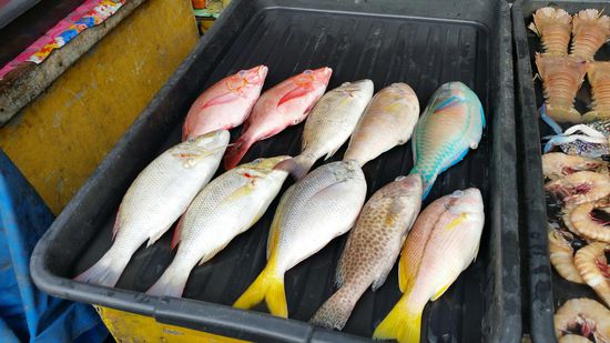 Ich habe mir den 2. von oben links ausgesucht, einen Red Snapper...